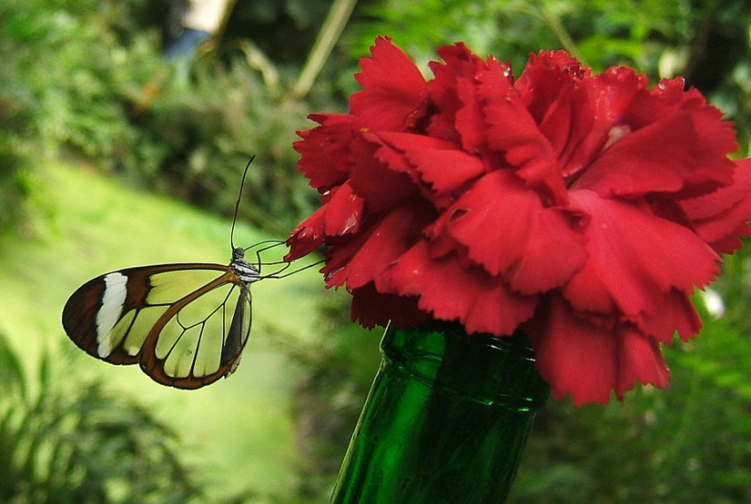 Greta oto — amazing butterfly with "glass" wings Greta oto — amazing butterfly with "glass" wings