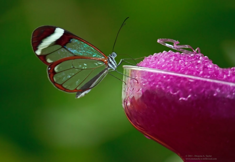 Greta oto — increíble mariposa de cristal"," alas