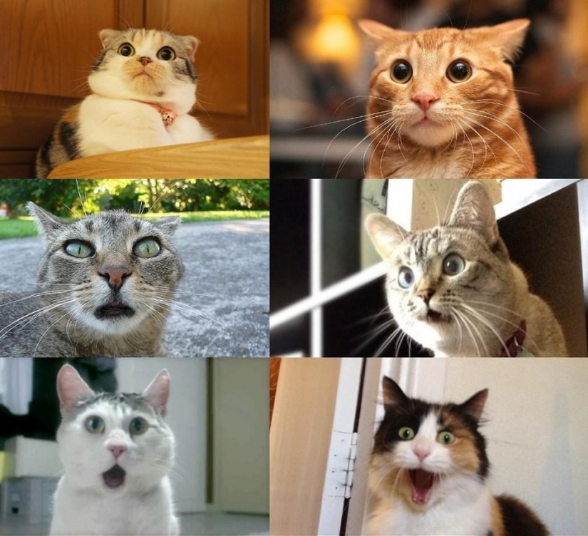 Harmless Russian words that are abroad will be taken for swearing Harmless Russian words that are abroad will be taken for swearing