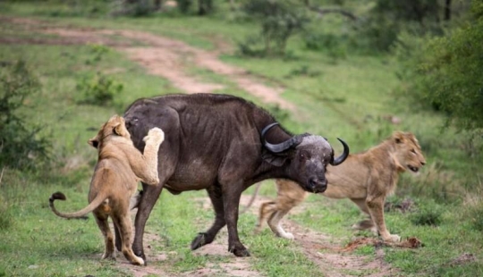 He dies, but save your friend: Mutual assistance in wild Buffalo