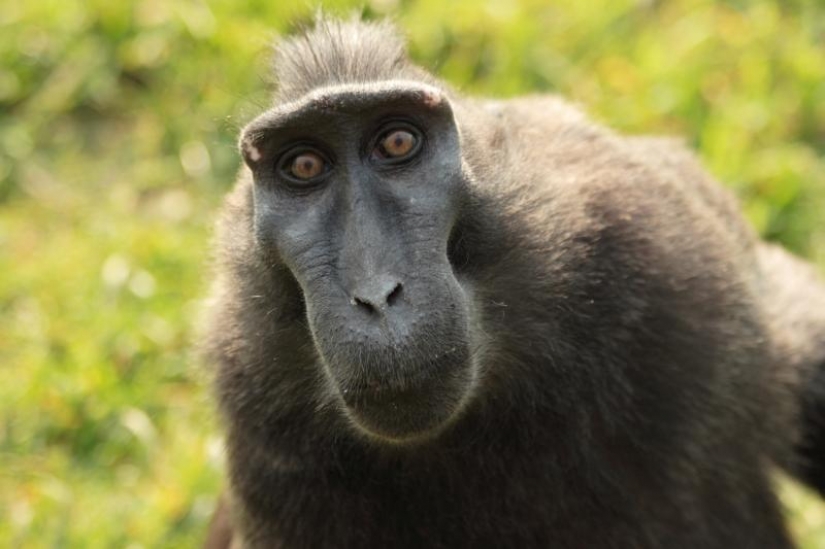 Hechos acerca de los animales que levantar su estado de ánimo