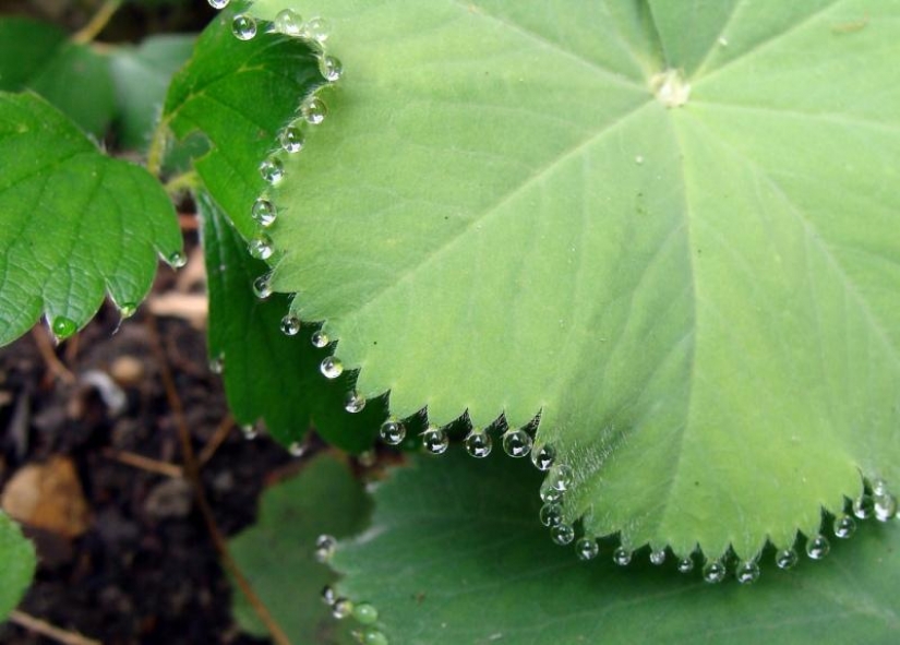 Hermosas gotas: 12 ejemplos de gulali