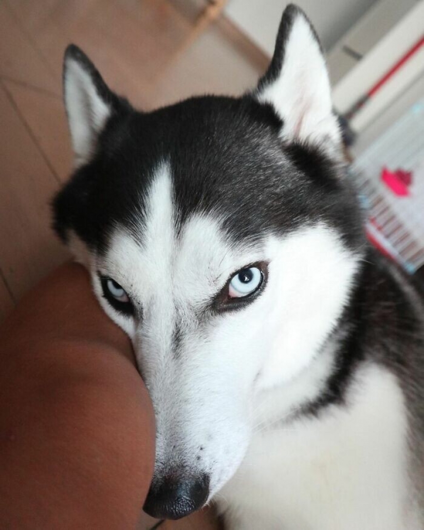 Hermosos husky que va a robar tu corazón y no volver