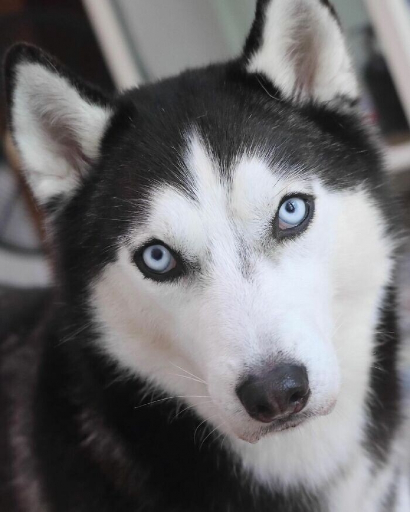 Hermosos husky que va a robar tu corazón y no volver