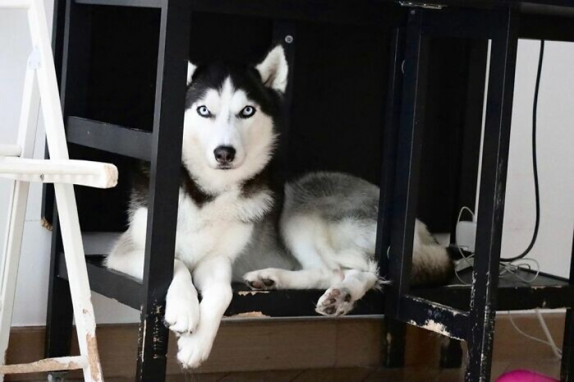 Hermosos husky que va a robar tu corazón y no volver