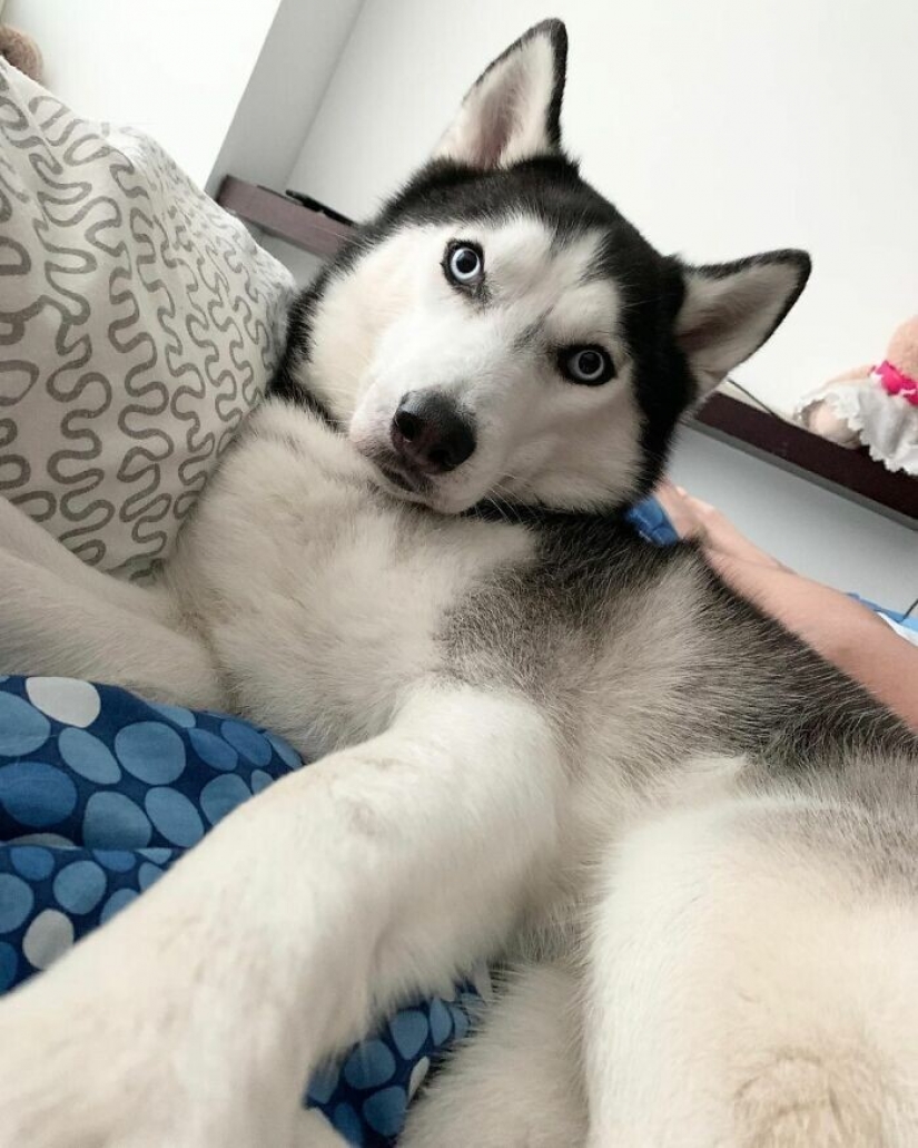 Hermosos husky que va a robar tu corazón y no volver