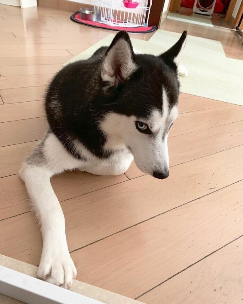 Hermosos husky que va a robar tu corazón y no volver