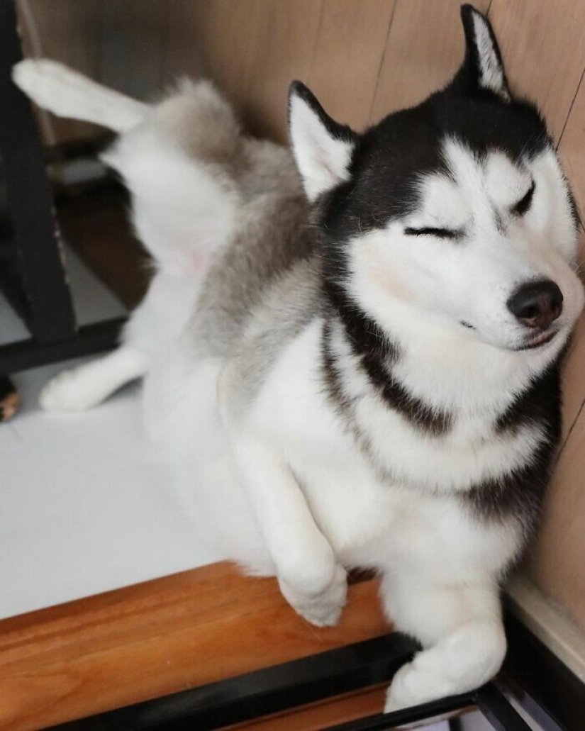 Hermosos husky que va a robar tu corazón y no volver