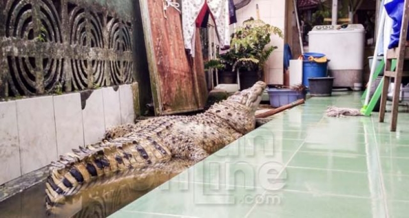 Home crocodile: an Indonesian family lives 20 years the 200-pound reptile Home crocodile: an Indonesian family lives 20 years the 200-pound reptile