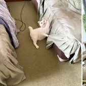 How the first hotel in the world for cat lovers