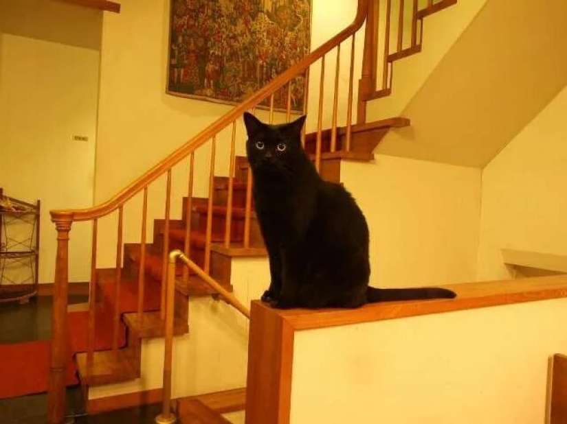 How the first hotel in the world for cat lovers