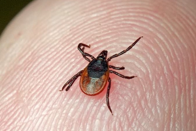 How to escape from the ticks? Forewarned is forearmed How to escape from the ticks? Forewarned is forearmed