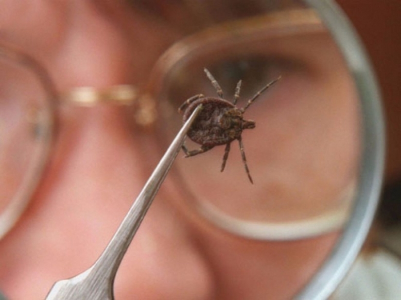 How to escape from the ticks? Forewarned is forearmed How to escape from the ticks? Forewarned is forearmed