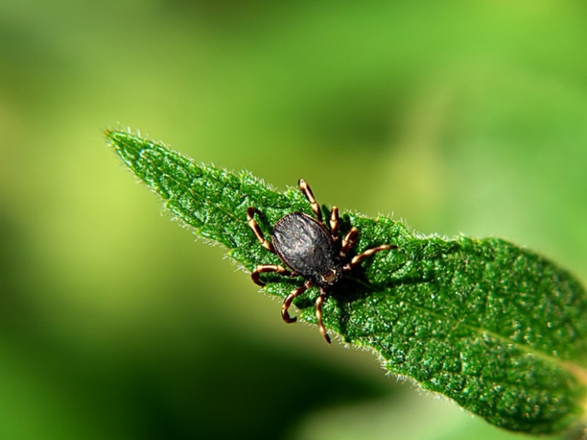 How to escape from the ticks? Forewarned is forearmed How to escape from the ticks? Forewarned is forearmed