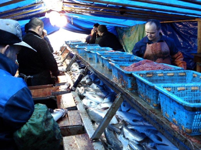 How to make red caviar How to make red caviar