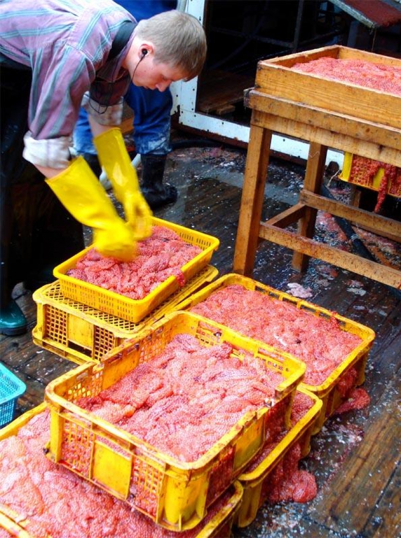 How to make red caviar How to make red caviar