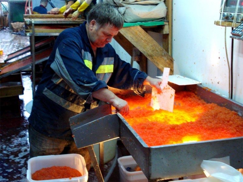 How to make red caviar How to make red caviar