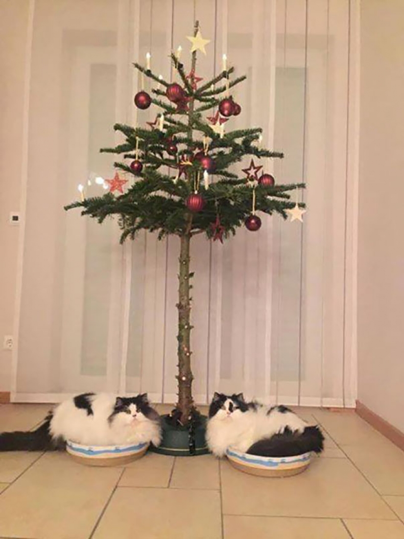 How to protect a Christmas tree from harmful and daring Pets How to protect a Christmas tree from harmful and daring Pets