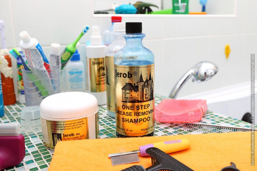 How to wash a cat and live How to wash a cat and live