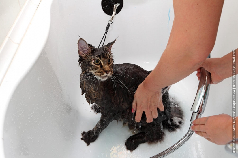 How to wash a cat and live How to wash a cat and live
