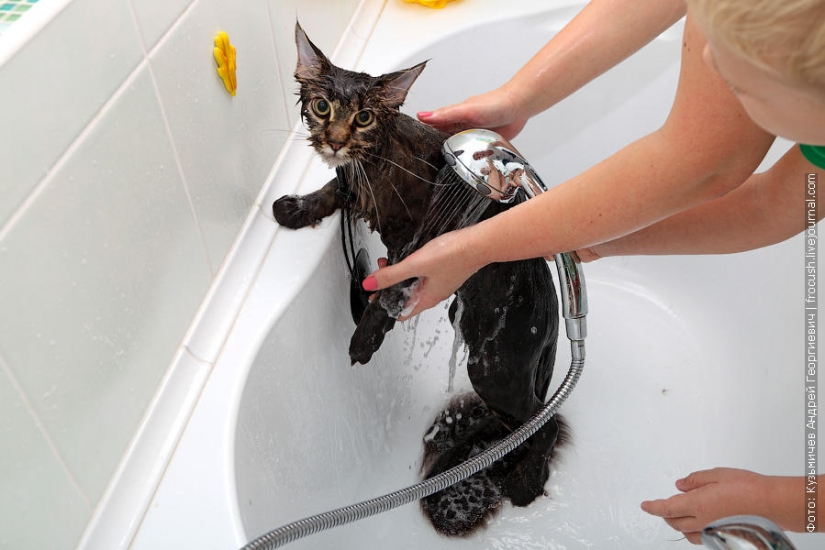 How to wash a cat and live How to wash a cat and live