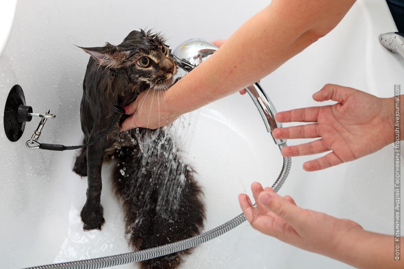 How to wash a cat and live How to wash a cat and live
