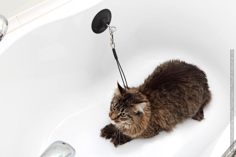 How to wash a cat and live How to wash a cat and live