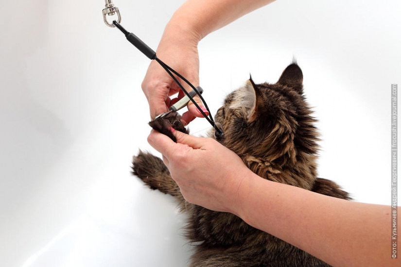 How to wash a cat and live How to wash a cat and live