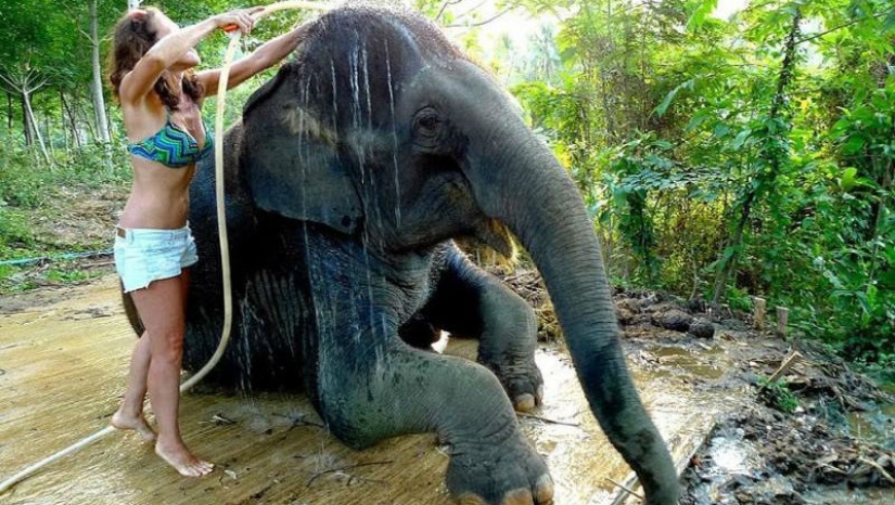 How to wash an elephant