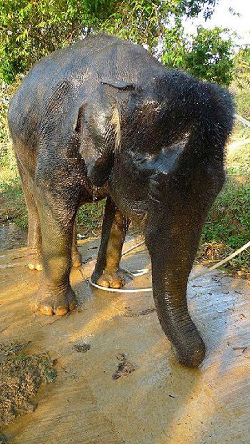 How to wash an elephant