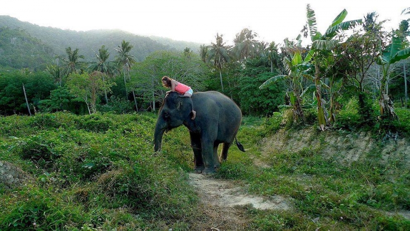 How to wash an elephant
