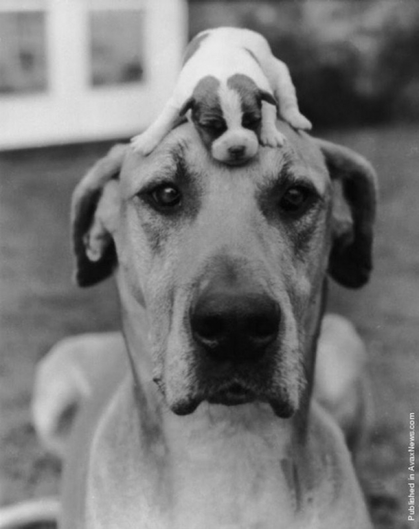 Imágenes espectaculares de un pionero del fotoperiodismo Kurt Hutton Imágenes espectaculares de un pionero del fotoperiodismo Kurt Hutton