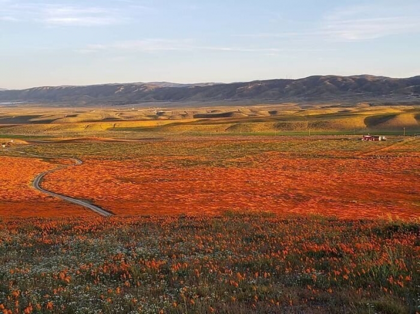 In California after a long drought flowered poppies and they can be seen even from space