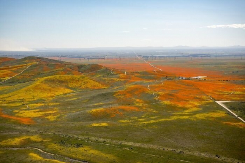 In California after a long drought flowered poppies and they can be seen even from space