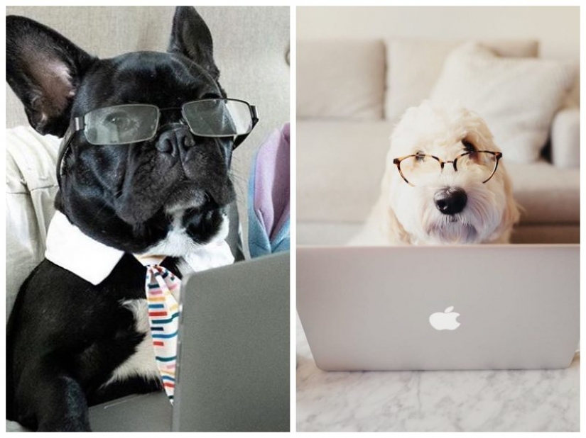 In Instagram appeared an amusing account dedicated to dogs, working at home In Instagram appeared an amusing account dedicated to dogs, working at home