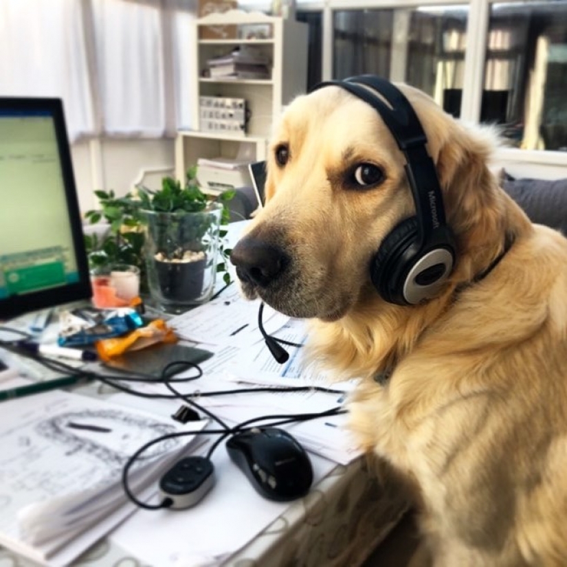 In Instagram appeared an amusing account dedicated to dogs, working at home In Instagram appeared an amusing account dedicated to dogs, working at home
