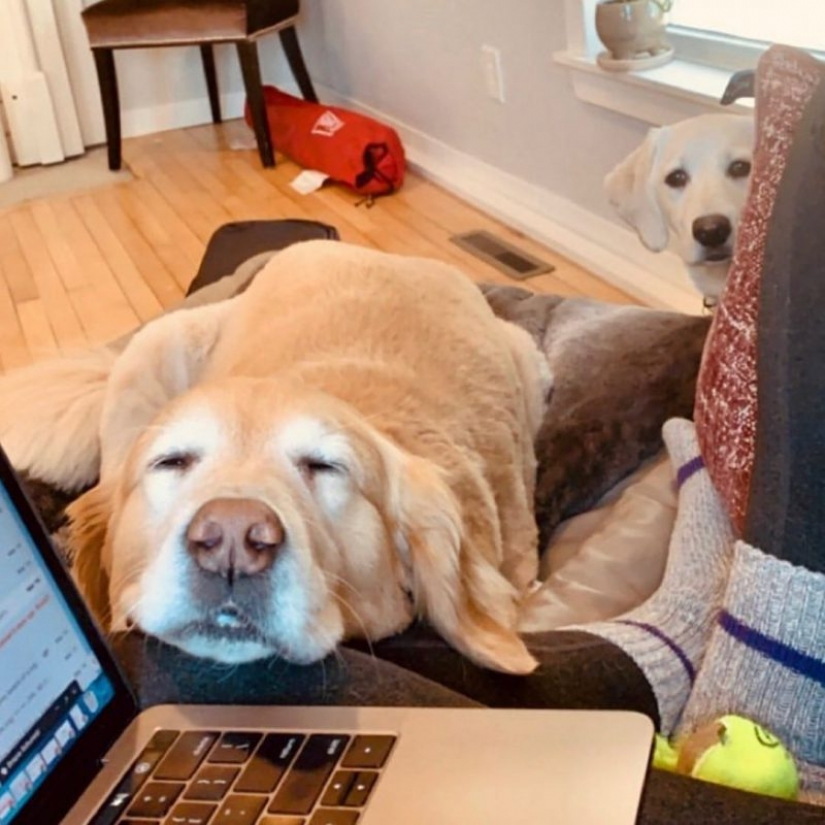 In Instagram appeared an amusing account dedicated to dogs, working at home In Instagram appeared an amusing account dedicated to dogs, working at home