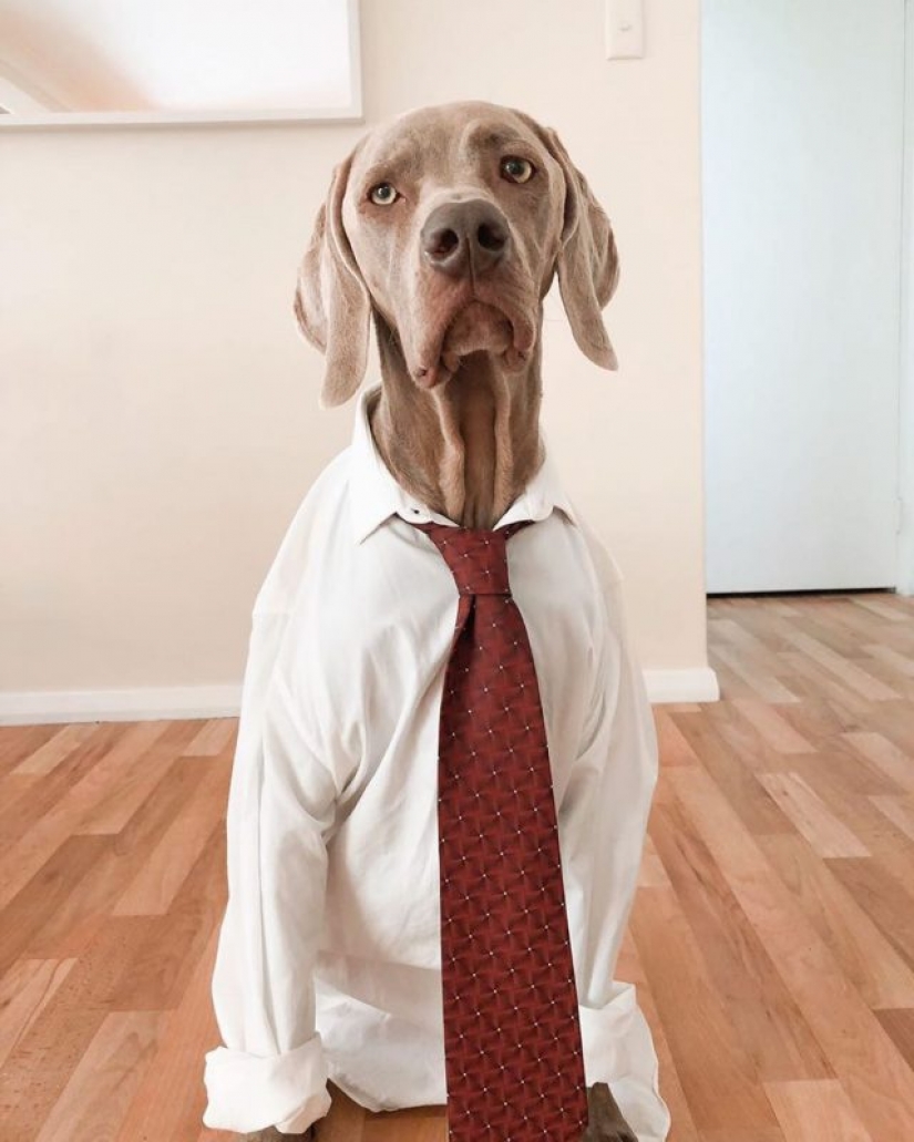 In Instagram appeared an amusing account dedicated to dogs, working at home In Instagram appeared an amusing account dedicated to dogs, working at home