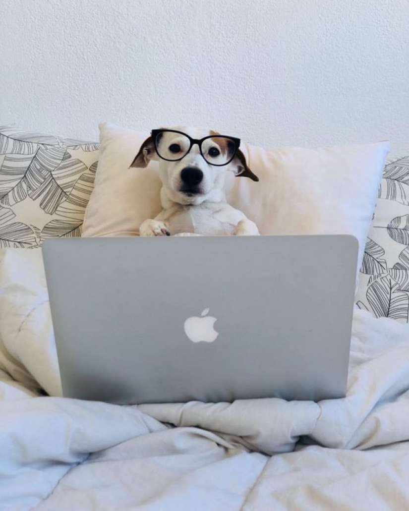 In Instagram appeared an amusing account dedicated to dogs, working at home In Instagram appeared an amusing account dedicated to dogs, working at home