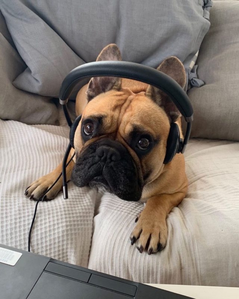 In Instagram appeared an amusing account dedicated to dogs, working at home In Instagram appeared an amusing account dedicated to dogs, working at home