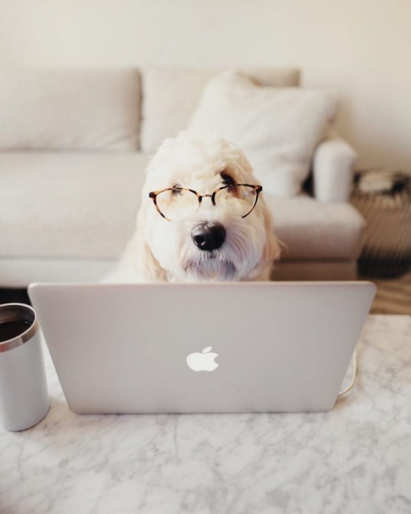In Instagram appeared an amusing account dedicated to dogs, working at home In Instagram appeared an amusing account dedicated to dogs, working at home