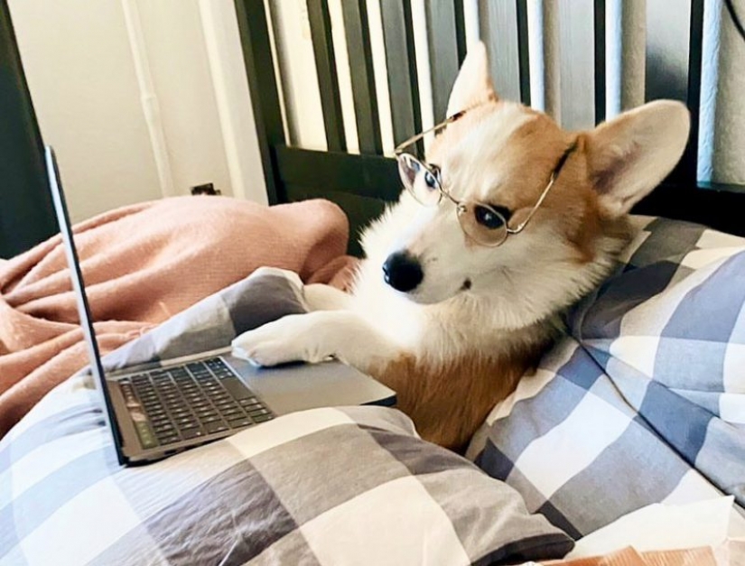 In Instagram appeared an amusing account dedicated to dogs, working at home In Instagram appeared an amusing account dedicated to dogs, working at home