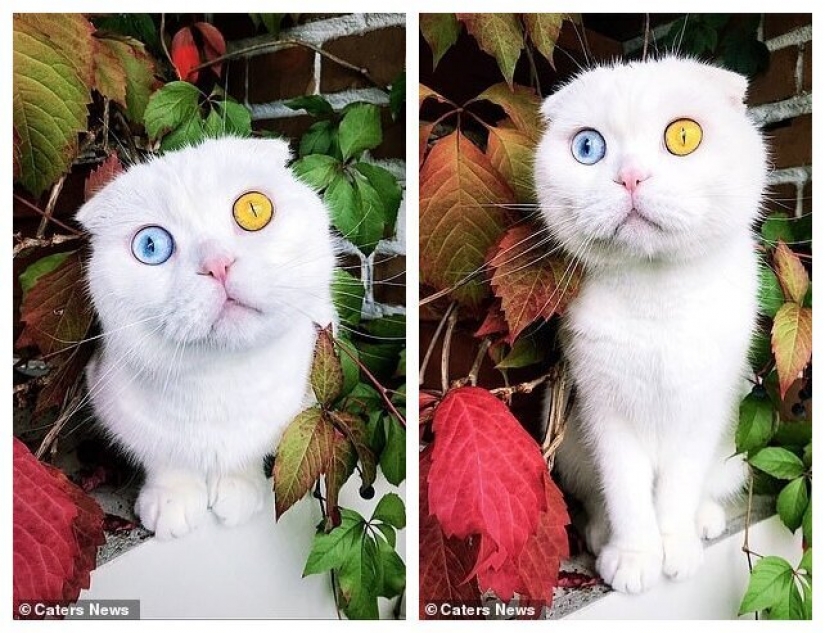 In St. Petersburg, a white cat with different colored eyes finally found the owner