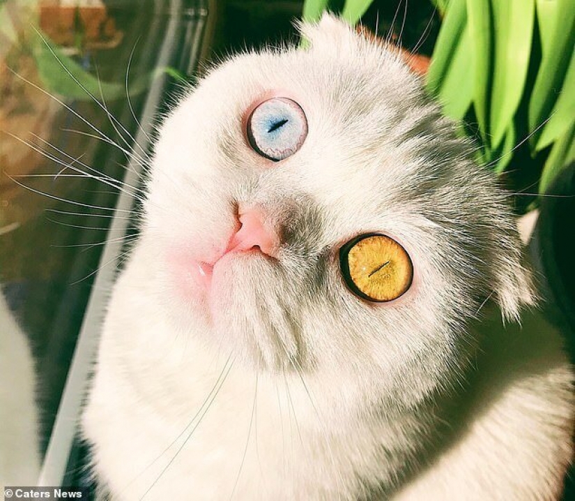 In St. Petersburg, a white cat with different colored eyes finally found the owner