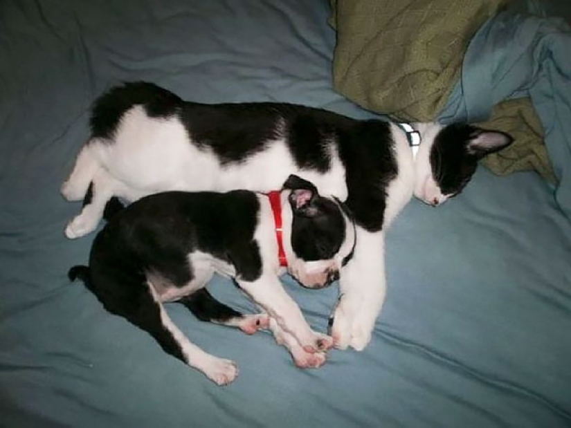 In the animal world: brothers and sisters from different mothers