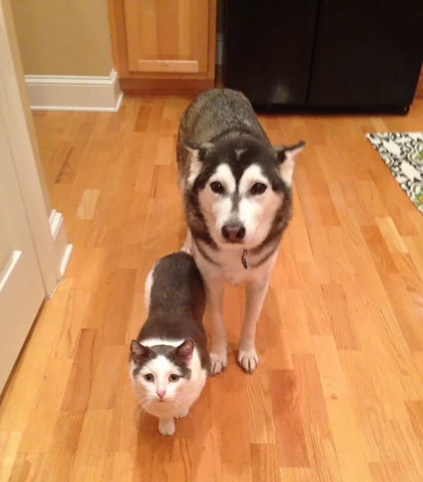 In the animal world: brothers and sisters from different mothers