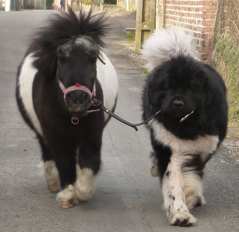 In the animal world: brothers and sisters from different mothers