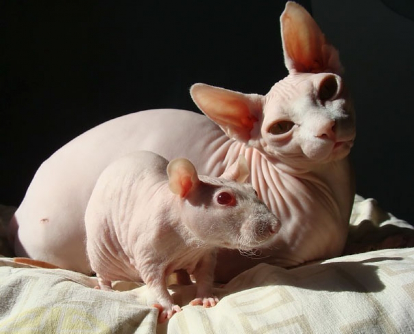 In the animal world: brothers and sisters from different mothers