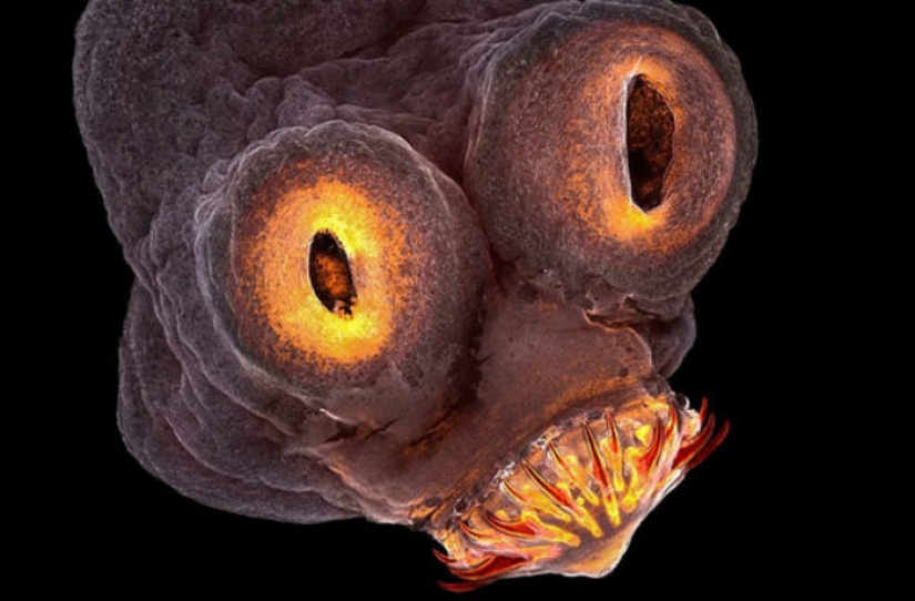In the competition of scientific photography was won by a tapeworm detector of dark matter In the competition of scientific photography was won by a tapeworm detector of dark matter