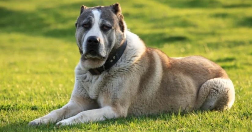 In the suburbs Alabai bit off a woman's hand. Why these dogs attack people? In the suburbs Alabai bit off a woman's hand. Why these dogs attack people?